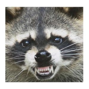 Raccoon Smile Cloth Face Mask Reusable