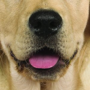 Yellow Labrador Lab Dog Face Face Mask
