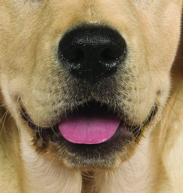 Yellow Labrador Lab Dog Face Face Mask