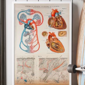 Human Heart Anatomical Cardiologist Poster, Canvas