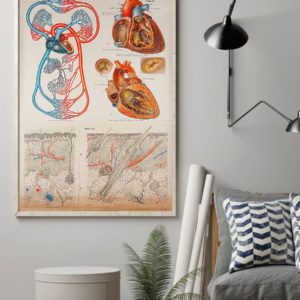 Human Heart Anatomical Cardiologist Poster, Canvas