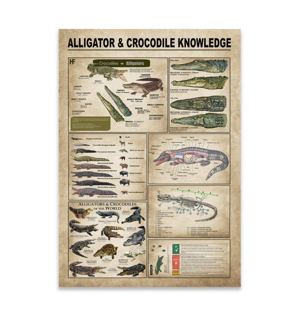 Alligators  Crocodiles Knowledge Canvas, Poster
