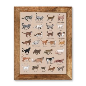 All Cat Breeds Canvas, Poster
